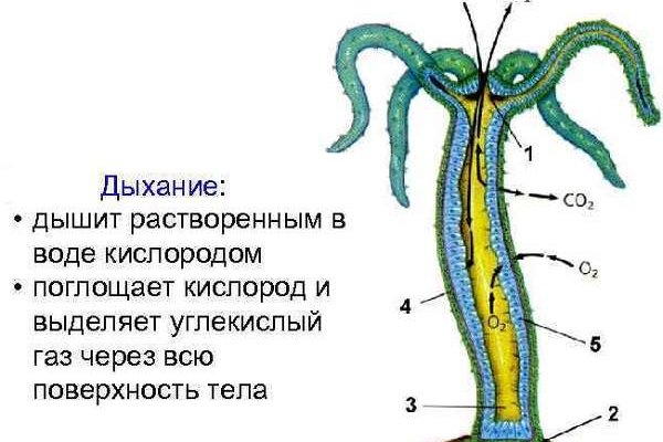 Ссылка на кракен через тор